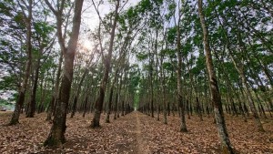PTPN I Reg.7 Tolak Tegas Penerbitan Sertipikat Lahan Pihak Lain Di Taman Sari