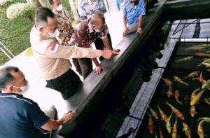 Pringsewu Sentra Budidaya Ikan Koi Terbesar di Lampung