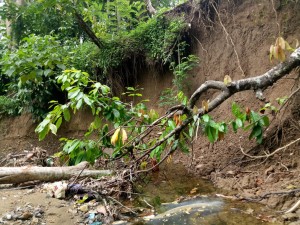 Lapor Ibu Bupati.! Tolong Buatkan Bronjong, Tanah Kami Terkikis Air Sungai dan Sering Longsor