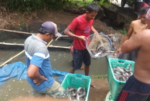 Harga Semakin Anjlok, Petani Ikan Air Tawar Terancam Bangkrut