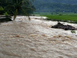 Belasan Hektar Sawah di Lamsel Terancam Gagal Panen