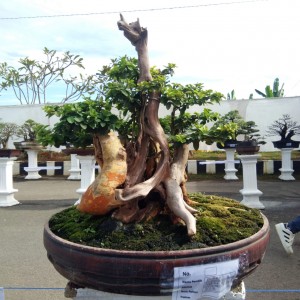 Pameran Bonsai Meriahkan HUT Pringsewu