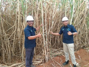 PTPN I Reg.7 Kejar Rendemen Tebu Sampai ke Tulungbuyut