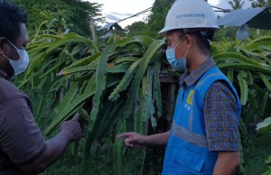 Berkah Listrik PLN di Kebun Buah Naga, Omzet Petani Pulau Seram Naik 150 Persen