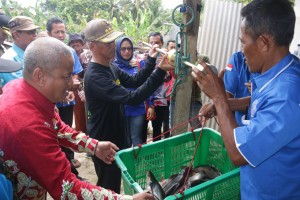 Bupati Pringsewu Hadiri Panen Raya Ikan Patin