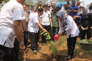 Kembangkan Sektor Pertanian, Pemkab Tanggamus Gelar Penanaman Bibit Buah