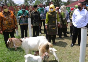 Dampingi Gubernur, Bupati Pringsewu Kunjungan ke Sleman